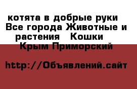 котята в добрые руки - Все города Животные и растения » Кошки   . Крым,Приморский